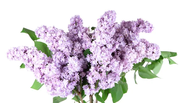 Belles fleurs lilas isolées sur blanc — Photo