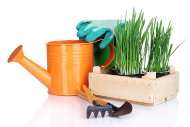 Tohum Kutusu ile üzerine beyaz izole fide