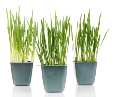 tohum kutusu üzerinde beyaz izole fide ile