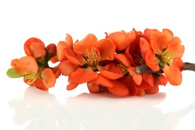 güzel kırmızı çiçeği üzerinde beyaz izole