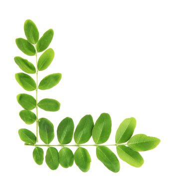 yeşil yapraklar beyaz üzerinde izole