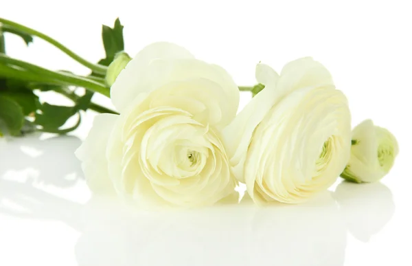 Ranunculus (buttercups persas), aislado en blanco — Foto de Stock