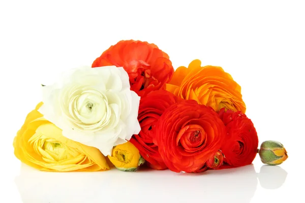 Düğünçiçeği (Farsça düğünçiçekleri), üzerinde beyaz izole — Stok fotoğraf