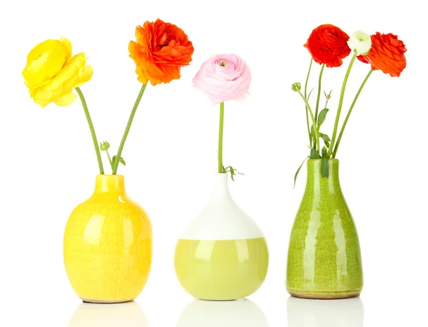 Ranunculus (persian buttercups) in vases, isolated on white — Stock Photo, Image