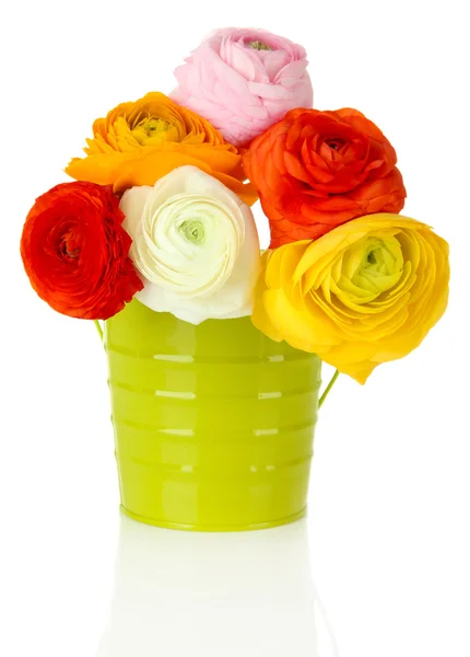 Ranunculus (persian buttercups) in pail, isolated on white — Stock Photo, Image