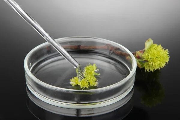 Pesquisa química em placa de Petri sobre fundo preto — Fotografia de Stock