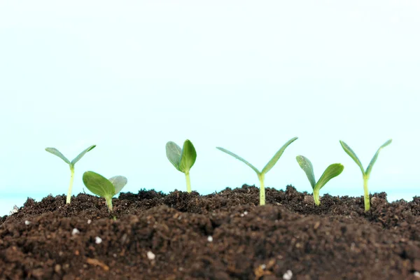 Gröna plantor växer från soi — Stockfoto