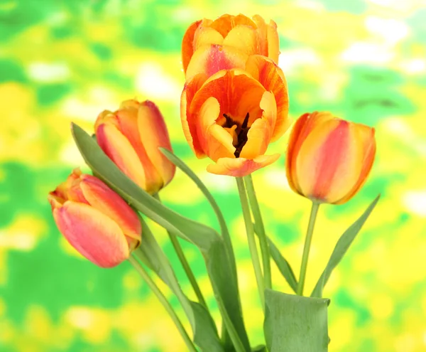 Mooi oranje tulpen op lichte achtergrond — Stockfoto