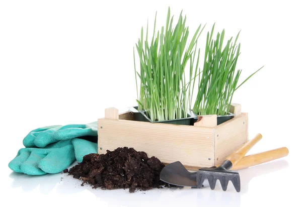 Caja de semillas con plántulas aisladas en blanco — Foto de Stock