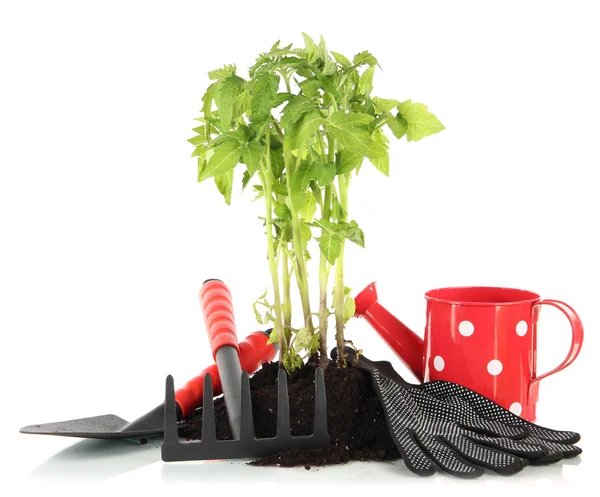 Planta joven en tierra aislada sobre blanco — Foto de Stock