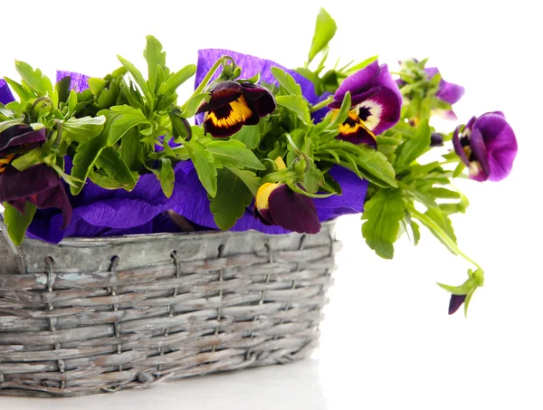 Beautiful pansies in basket isolated on white — Stock Photo, Image