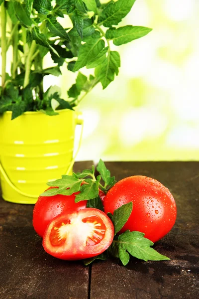 Frische Tomaten und junge Pflanze im Eimer auf Holztisch vor natürlichem Hintergrund — Stockfoto