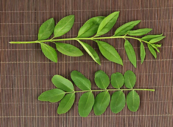 Gröna blad på bambu matta bakgrund — Stockfoto