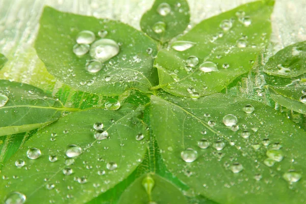 Gröna blad på ljus bakgrund, närbild — Stockfoto