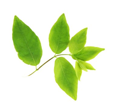 yeşil yapraklar beyaz üzerinde izole