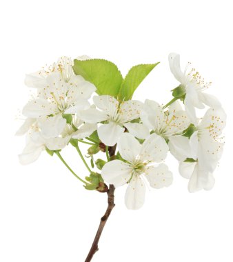 beyaz izole güzel kiraz çiçeği