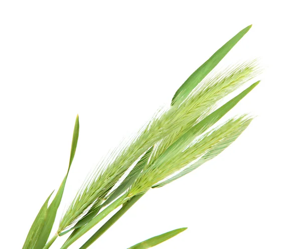 Green spikelets, isolated on white — Stockfoto