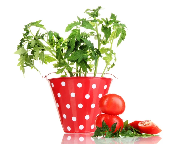 Fresh tomatoes and young plant in bucket isolated on white — Stock Photo, Image