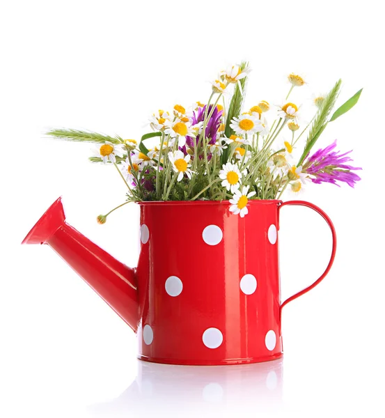 Beautiful wild flowers in watering can, isolated on white — Stock Photo, Image