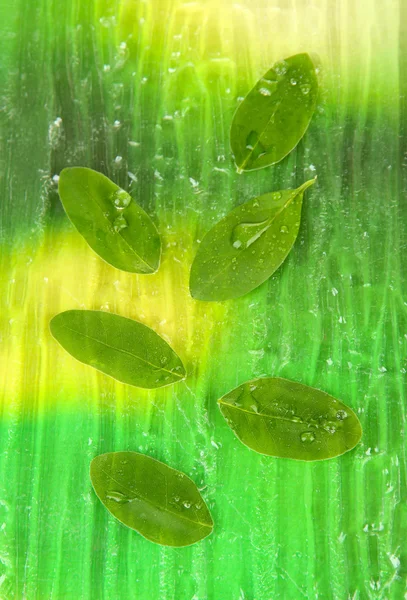 Foglie verdi su sfondo luminoso — Foto Stock