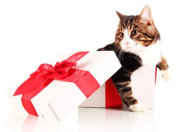 hediye kutusu üzerinde beyaz izole kedi