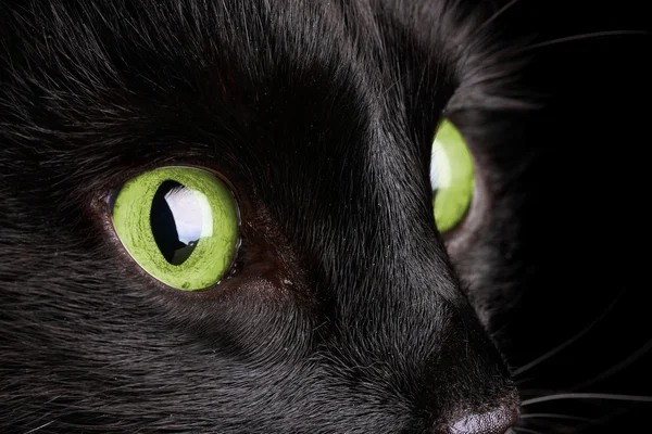 Czarny kot, szczegół — Zdjęcie stockowe