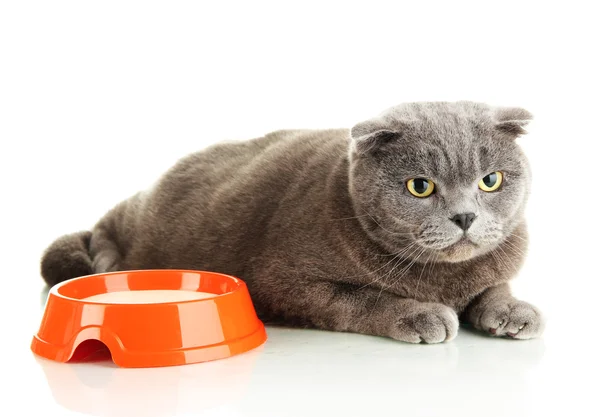 Cat with food isolated on white — Stock Photo, Image