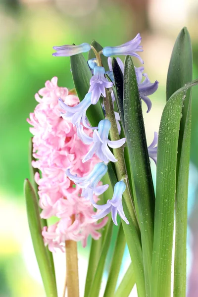 Belas jacintos, em fundo brilhante — Fotografia de Stock