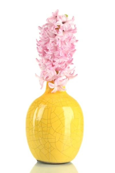Hermoso jacinto en jarrón, aislado en blanco — Foto de Stock