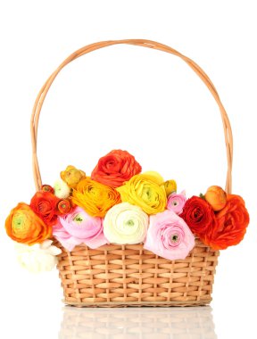 Sepette, üzerinde beyaz izole Düğünçiçeği (Farsça düğünçiçekleri)