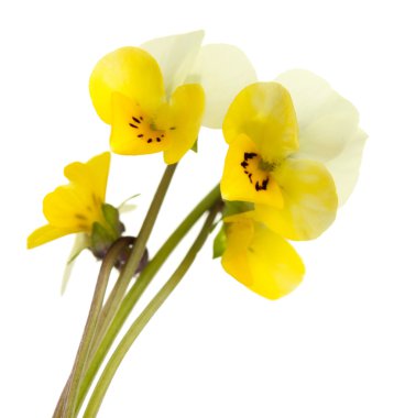 küçük vahşi pansies, üzerinde beyaz izole