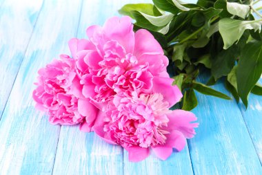 üzerinde tablo yakın çekim güzel peonies