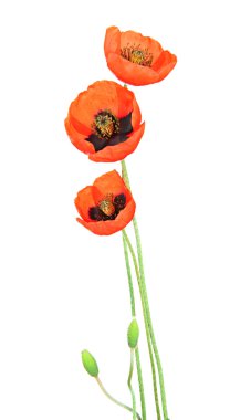 Haşhaş çiçekleri beyaz üzerine izole