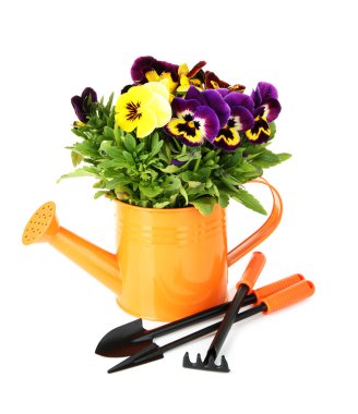 güzel Hercai Menekşe çiçek beyaz izole