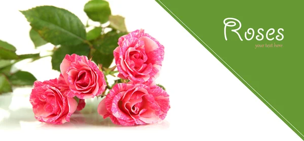 Krásné růžové růže izolovaných na bílém — Stock fotografie