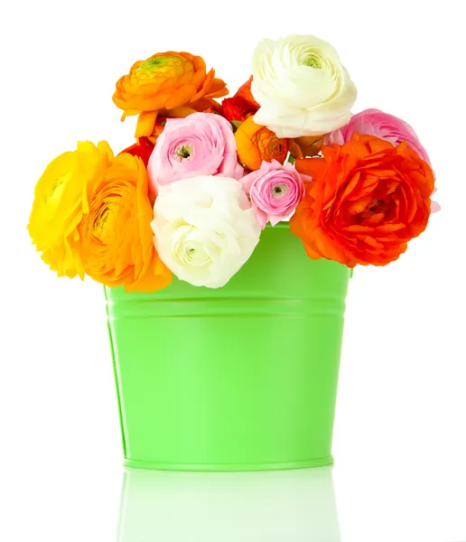 Ranunculus (persian buttercups) in pail, isolated on white — Stock Photo, Image