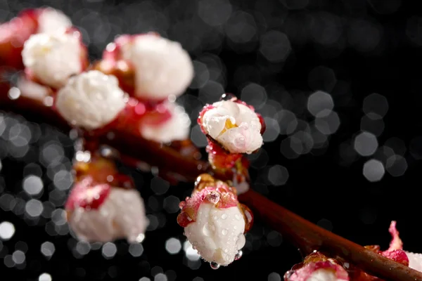 Schöne Aprikosenblüte mit Tropfen auf schwarzem Hintergrund — Stockfoto