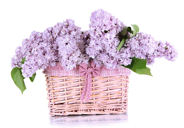 Lindas flores lilás isoladas em branco — Fotografia de Stock