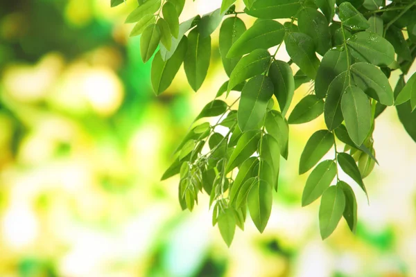 Зеленые листья на ярком фоне — стоковое фото