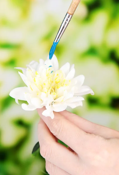 Mani femminili che tengono il fiore bianco e lo dipingono con colori, su sfondo luminoso — Foto Stock