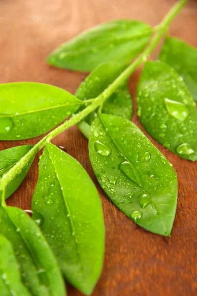 Green leaves on wooden background — Stock Photo, Image