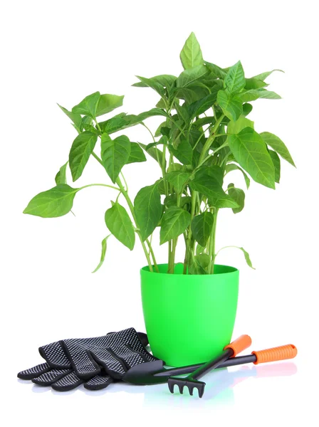 Pepper seedlings with garden tools isolated on white — Stock Photo, Image