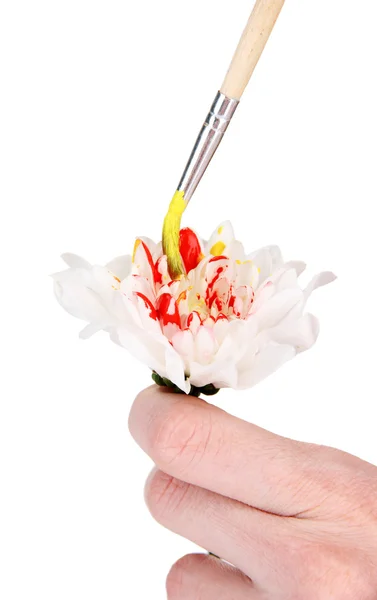 Female hands holding white flower and paint it with colors, isolated on white — Stock Photo, Image