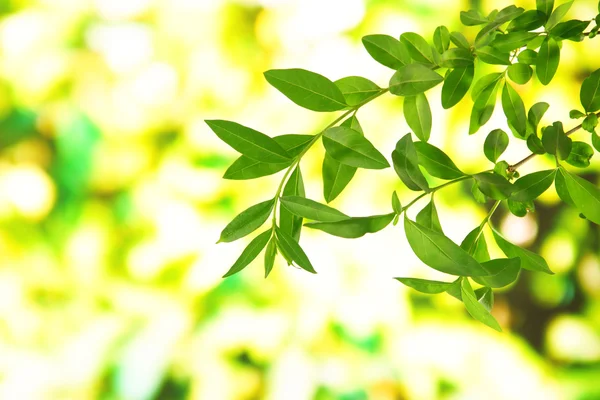 Folhas verdes em fundo brilhante — Fotografia de Stock