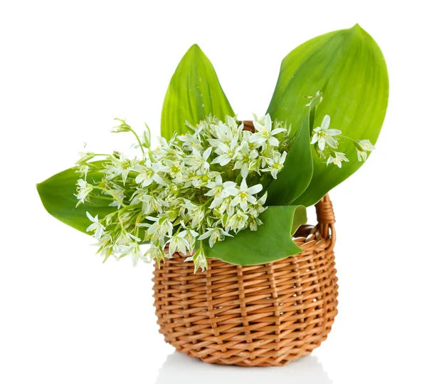 Beautiful mountain daffodils in wicker basket, isolated on white — Stock Photo, Image