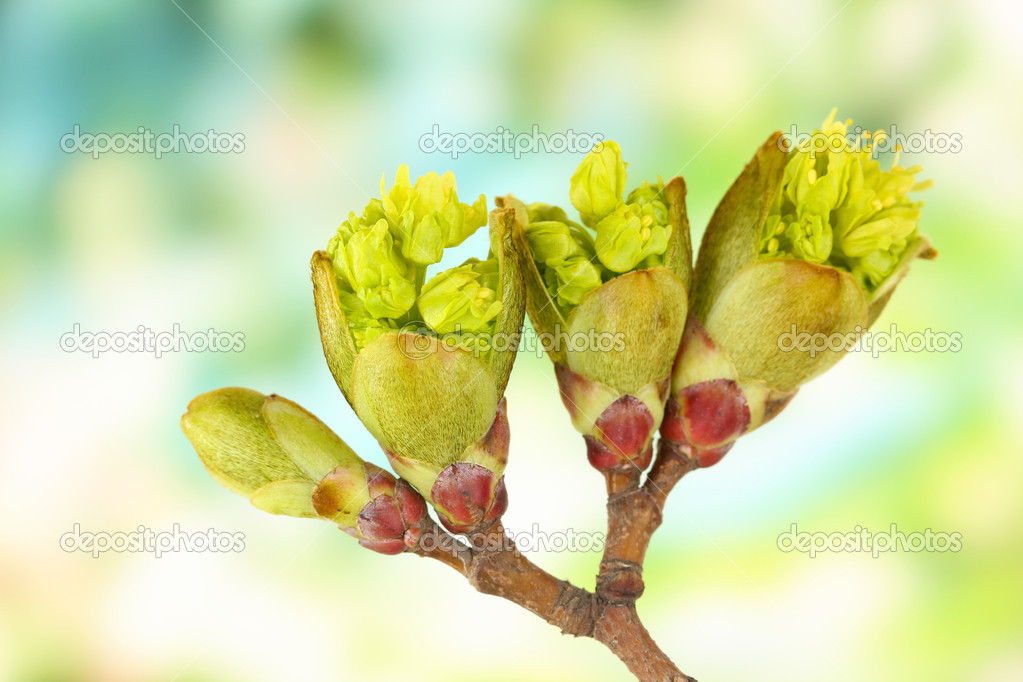 Blossoming buds on tree on bright background