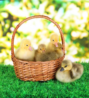 hasır sepet parlak arka plan üzerinde çim üzerinde küçük ördek yavrusu