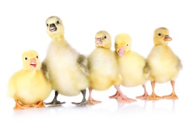 beyaz izole küçük ördek yavrusu