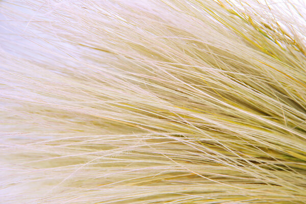 Перьевая трава или игла трава, Nassella tenuissima, закрыть
