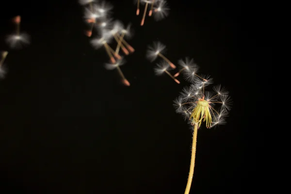 Paardebloem en vliegende zaden op zwarte achtergrond — Stockfoto